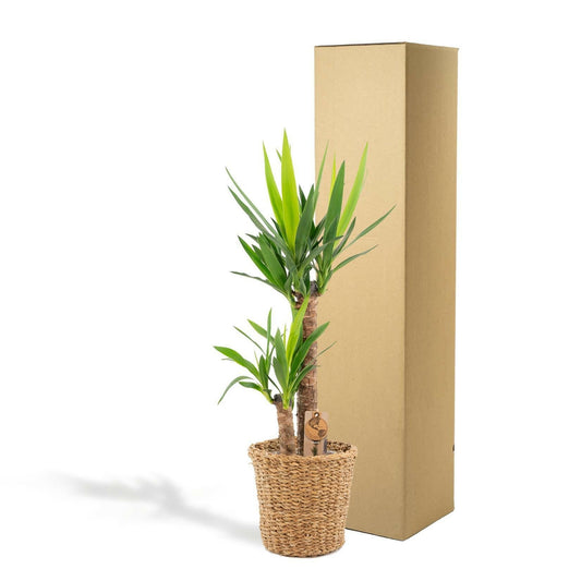 Yucca Plant met Mand ↕100cm - Ø21 - Sierplantenshop