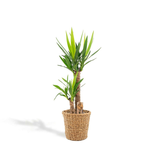 Yucca Plant met Mand ↕100cm - Ø21 - Sierplantenshop