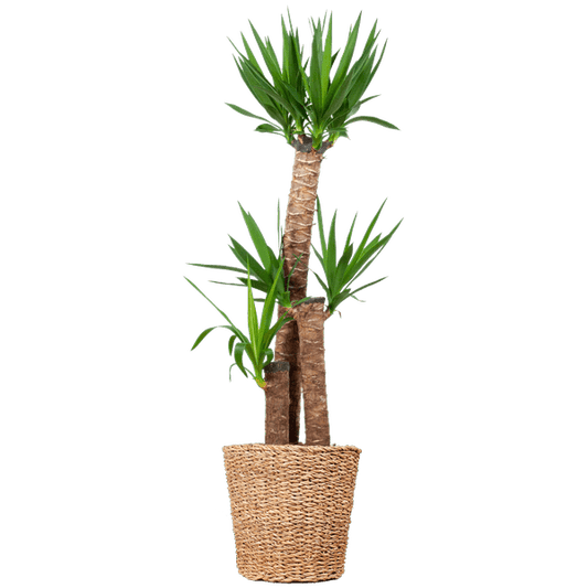 Yucca XL met Torun mand - ↕125cm - Ø24 - Sierplantenshop