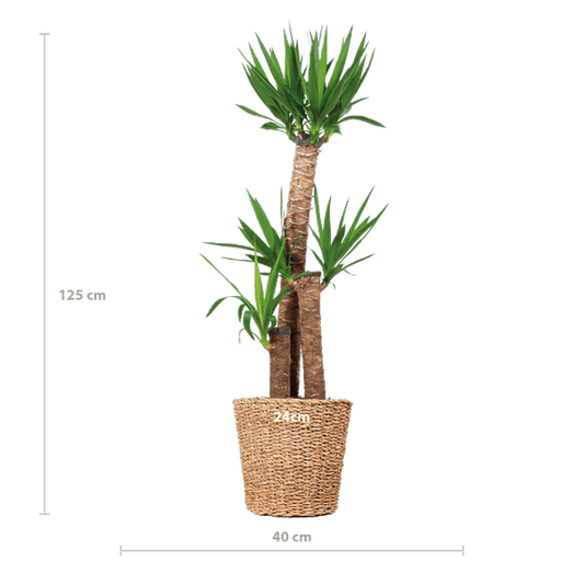 Yucca XL met Torun mand - ↕125cm - Ø24 - Sierplantenshop