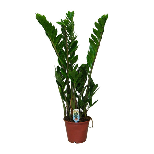 Zamioculcas Zamiifolia - ↕50cm - Ø14 - Sierplantenshop