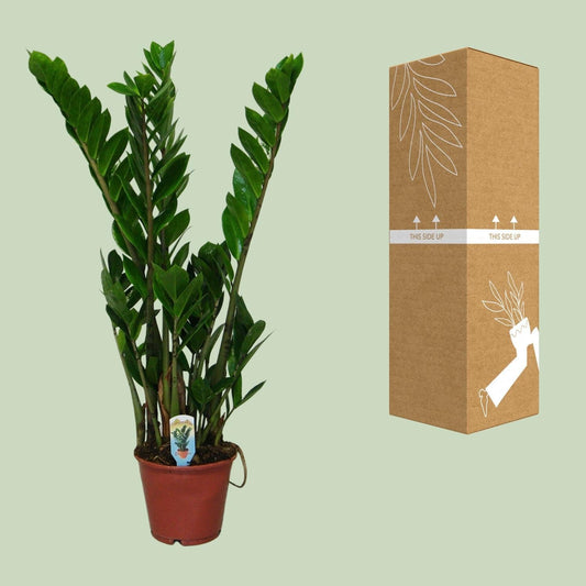 Zamioculcas Zamiifolia - ↕50cm - Ø14 - Sierplantenshop
