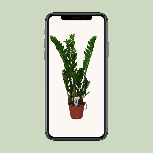 Zamioculcas Zamiifolia - ↕50cm - Ø14 - Sierplantenshop