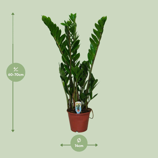 Zamioculcas Zamiifolia - ↕50cm - Ø14 - Sierplantenshop
