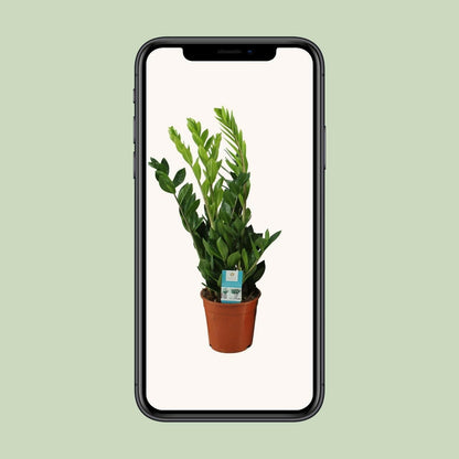 Zamioculcas Zamiifolia - ↕65 cm - Ø17 - Sierplantenshop