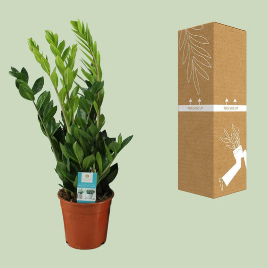 Zamioculcas Zamiifolia - ↕65 cm - Ø17 - Sierplantenshop