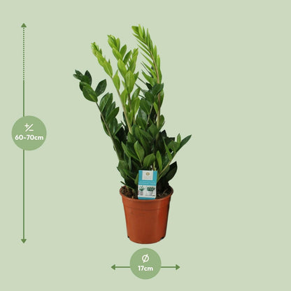 Zamioculcas Zamiifolia - ↕65 cm - Ø17 - Sierplantenshop
