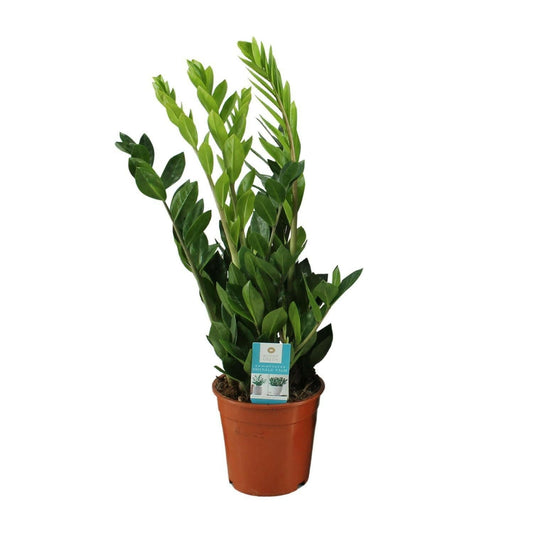 Zamioculcas Zamiifolia - ↕65 cm - Ø17 - Sierplantenshop