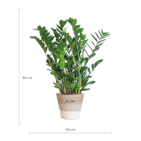 Zamioculcas Zamiifolia met Mand Lissabon wit - ↕ 80 cm - Ø21 - Sierplantenshop