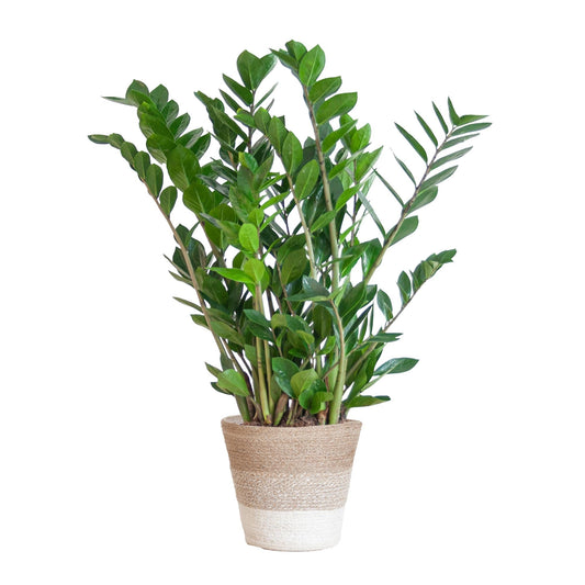 Zamioculcas Zamiifolia met Mand Lissabon wit - ↕ 80 cm - Ø21 - Sierplantenshop