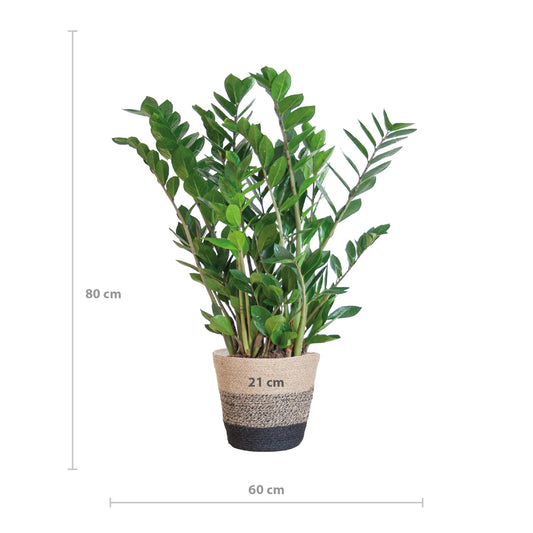 Zamioculcas Zamiifolia met Mand Lissabon Zwart - ↕80cm - Ø21 - Sierplantenshop