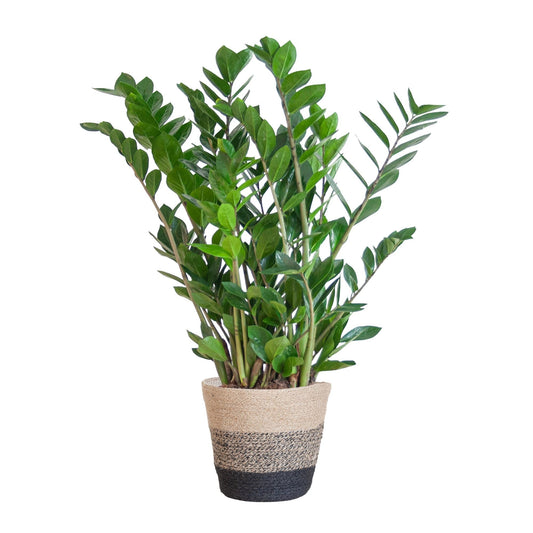 Zamioculcas Zamiifolia met Mand Lissabon Zwart - ↕80cm - Ø21 - Sierplantenshop