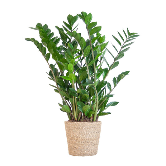 Zamioculcas Zamiifolia met Sofia Mand Naturel - ↕80cm - Ø21 - Sierplantenshop