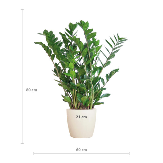 Zamioculcas Zamiifolia met Viber Pot - ↕80cm - Ø21 - Sierplantenshop