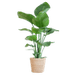 Zamioculcas Zamiifolia met Viber Pot - ↕80cm - Ø21 - Sierplantenshop