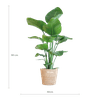 Zamioculcas Zamiifolia met Viber Pot - ↕80cm - Ø21 - Sierplantenshop