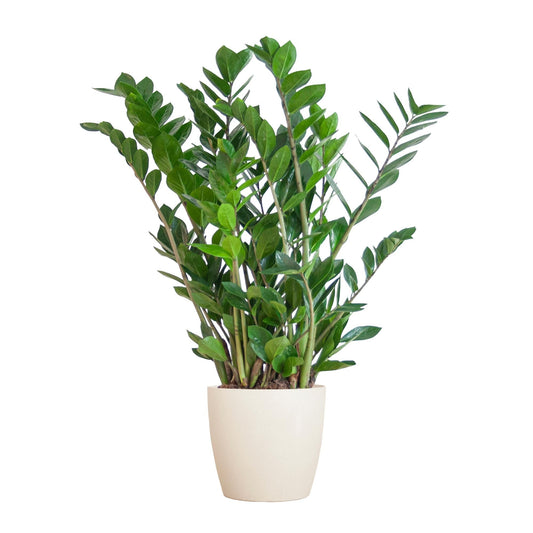 Zamioculcas Zamiifolia met Viber Pot - ↕80cm - Ø21 - Sierplantenshop