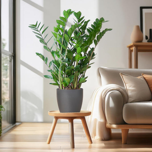 Zamioculcas Zamiifolia met Viber Pot Grijs - ↕80cm - Ø21 - Sierplantenshop