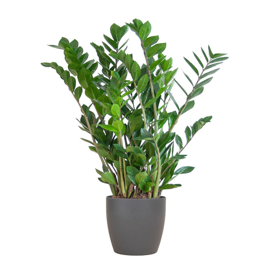 Zamioculcas Zamiifolia met Viber Pot Grijs - ↕80cm - Ø21 - Sierplantenshop