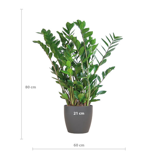 Zamioculcas Zamiifolia met Viber Pot Grijs - ↕80cm - Ø21 - Sierplantenshop