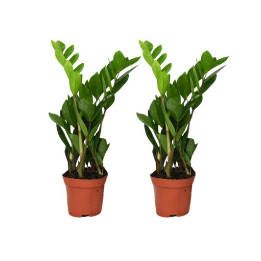 Zamioculcas Zamiifolia set van 2 Planten - ↕40cm - Ø12 - Sierplantenshop