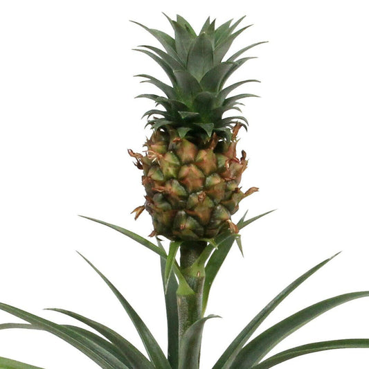 Ananas Comosus Duo - Set van 2 - ↕45cm - Ø12 - Sierplantenshop