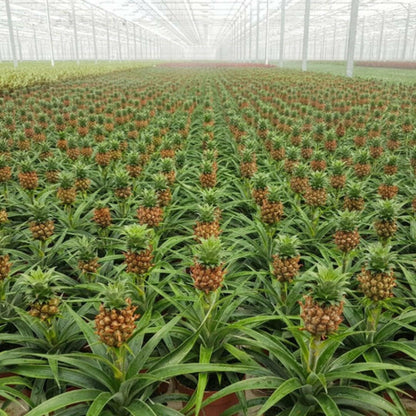 Ananas Comosus Duo - Set van 2 - ↕45cm - Ø12 - Sierplantenshop