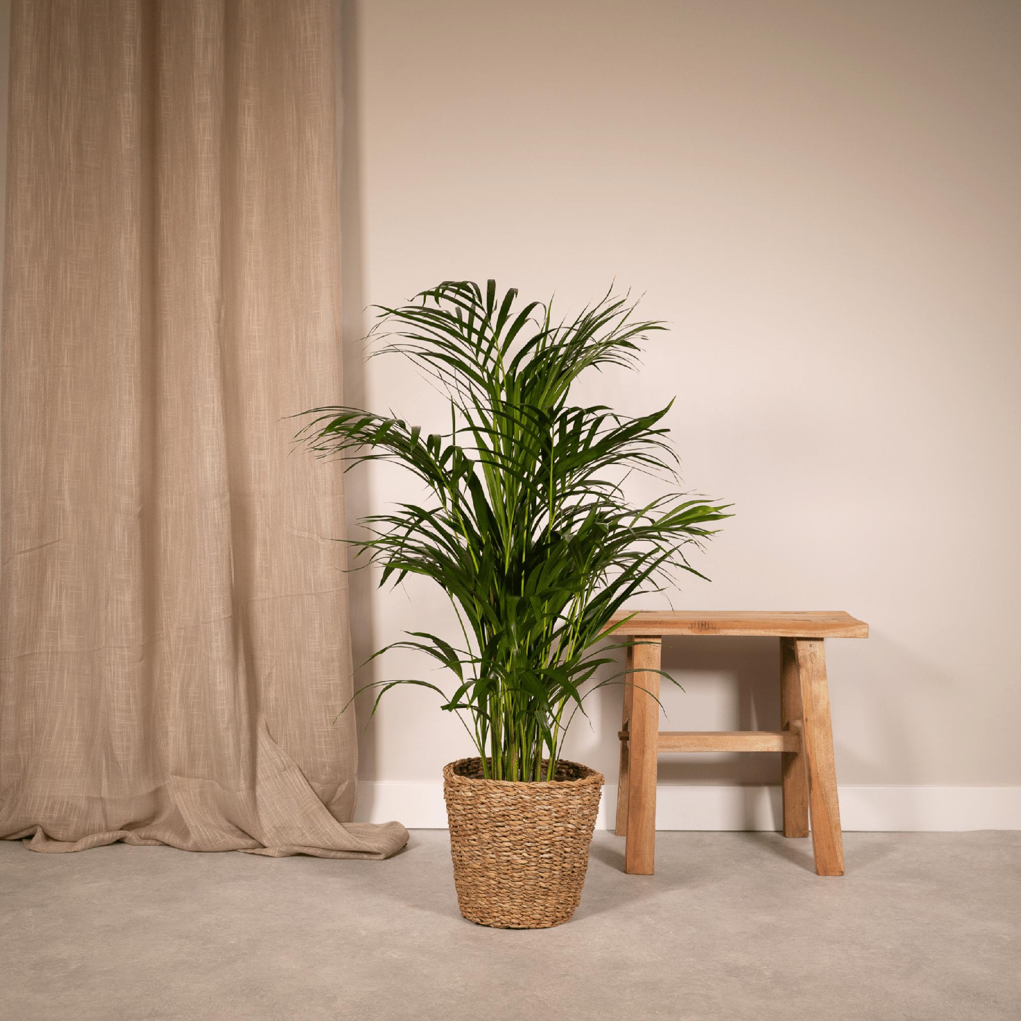 Areca palm - ↨85cm - Ø19cm lucht zuiverende kamerplant - Sierplantenshop