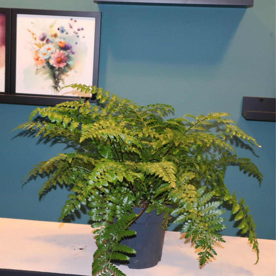 Asplenium Parvati (Moedervaren) - Elegante Sierplant 45 cm Hoog, Ø21 cm Sierplantenshop .