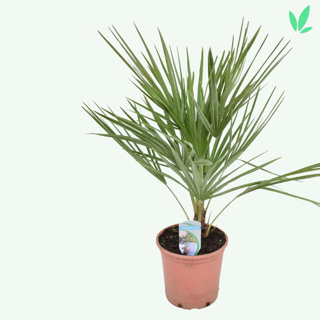 Chamaerops Humilis Dwergpalm - Elegante Sierplant hoogte 65 cm Ø17 cm Sierplantenshop .