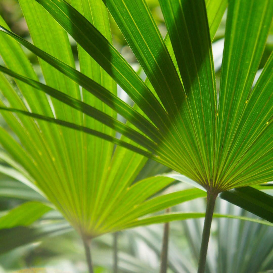 Chamaerops Humilis Dwergpalm - Elegante Sierplant hoogte 65 cm Ø17 cm Sierplantenshop .