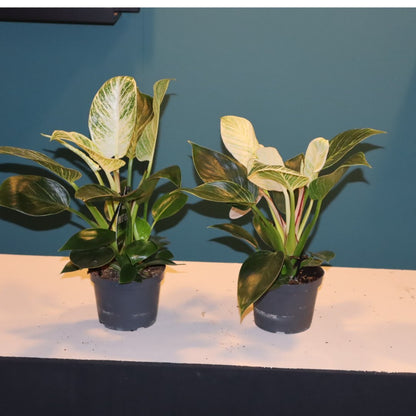 Duo van philodendron wite wave Sierplant hoogte +/- 30-40 cm Ø12 - Sierplantenshop