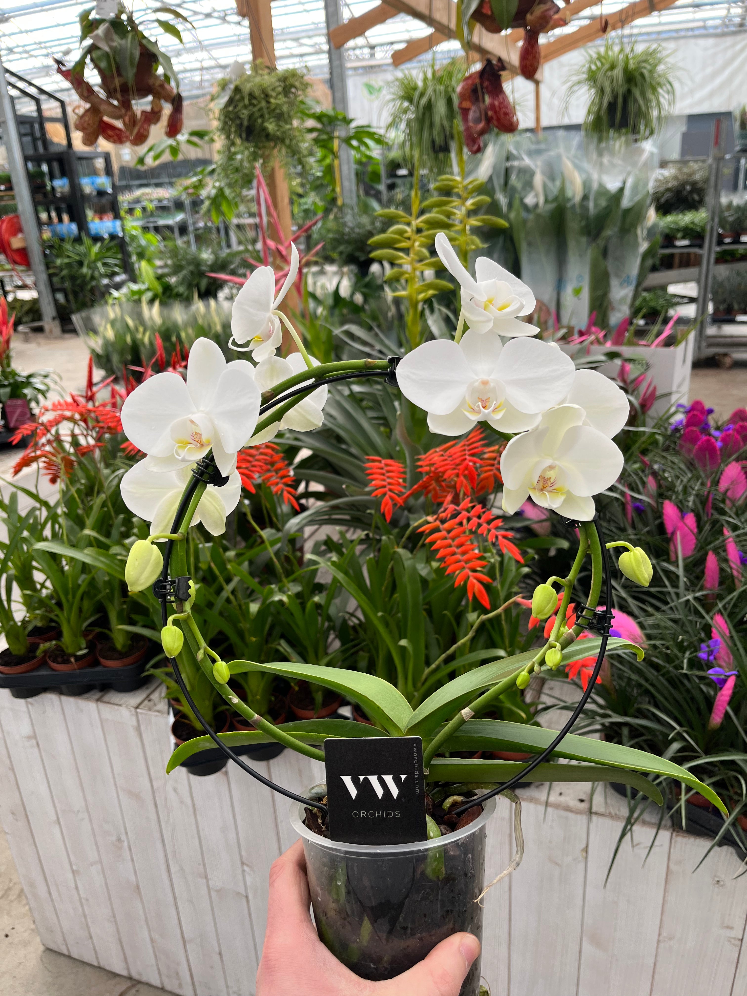 Sierplantenshop Witte Orchideeën boog + Gratis witte sierpot - Phalaenopsis - Ø12cm ↕45cm