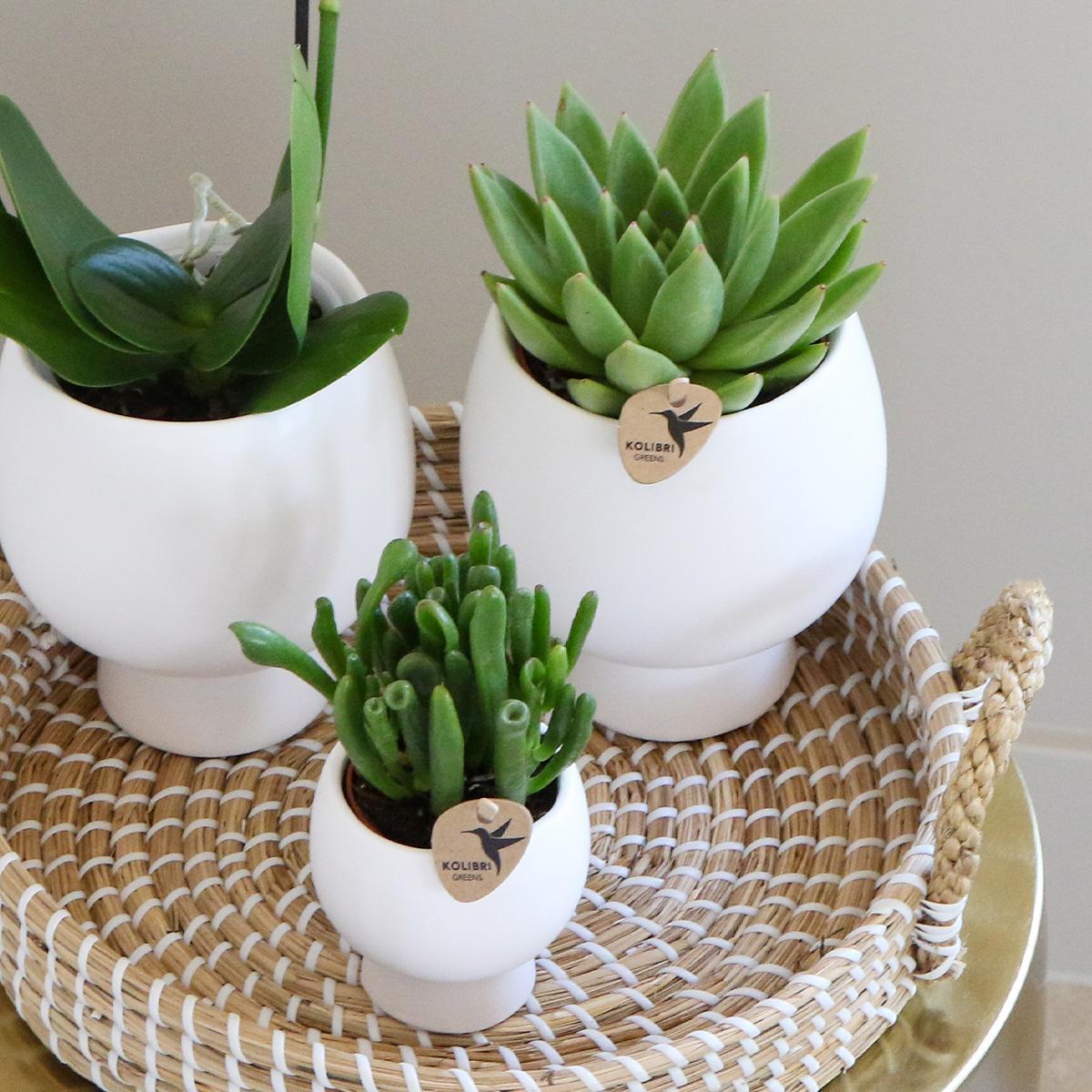 Planten set Scandic white | Groene planten set met witte Phalaenopsis Orchidee en Succulenten incl. keramieken sierpotten - Sierplantenshop