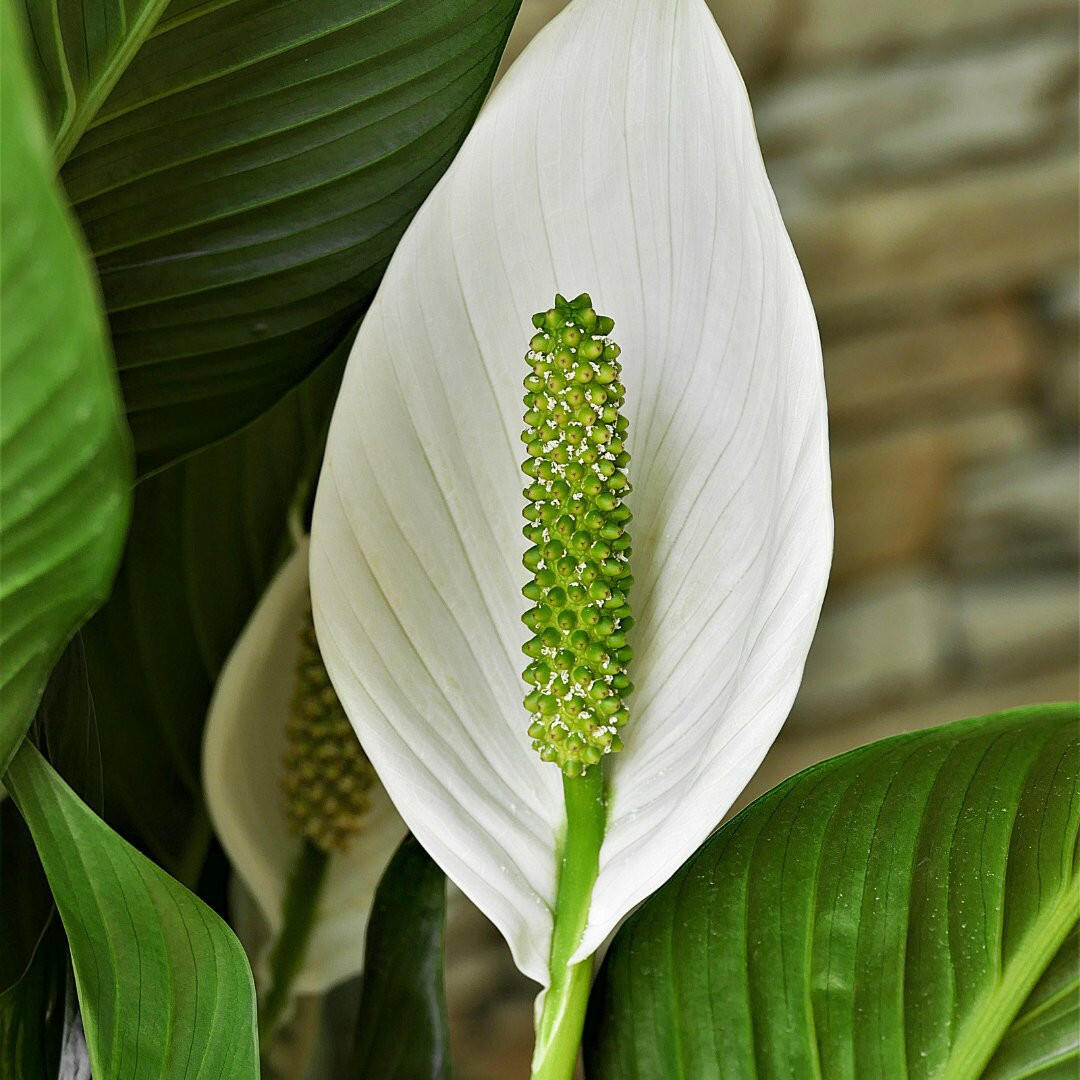 Spathiphyllum Bellini - De Perfecte Groene Eyecatcher voor Jouw Huis Sierplantenshop .