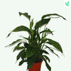 Spathiphyllum Bellini - De Perfecte Groene Eyecatcher voor Jouw Huis Sierplantenshop .