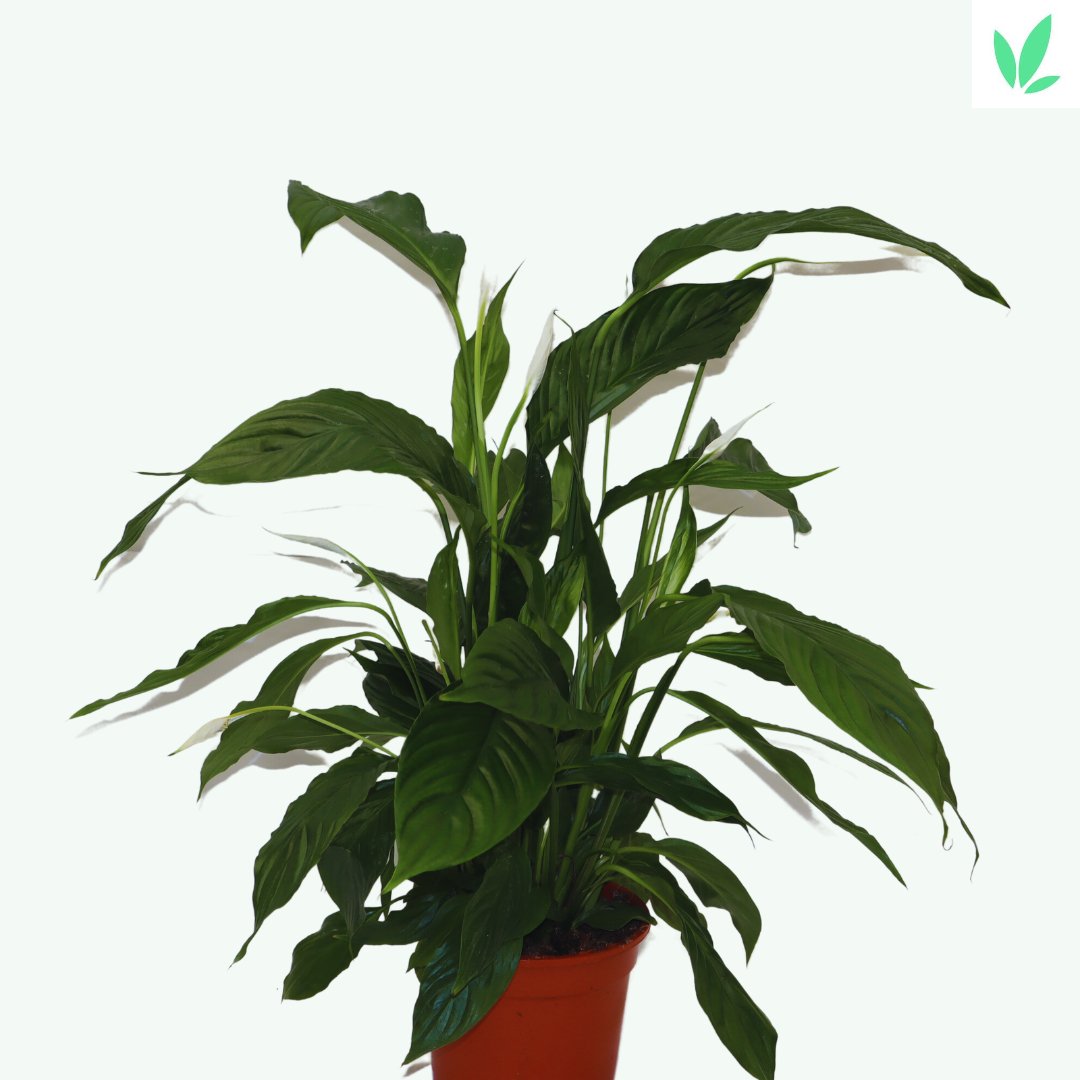 Spathiphyllum Bellini sierplant - Sierplantenshop