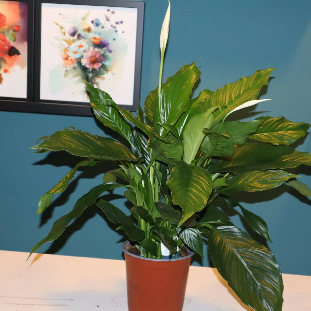 Spathiphyllum Bellini - De Perfecte Groene Eyecatcher voor Jouw Huis Sierplantenshop .