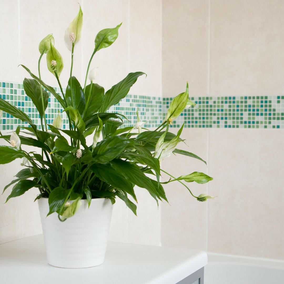 Spathiphyllum Bellini - De Perfecte Groene Eyecatcher voor Jouw Huis Sierplantenshop .