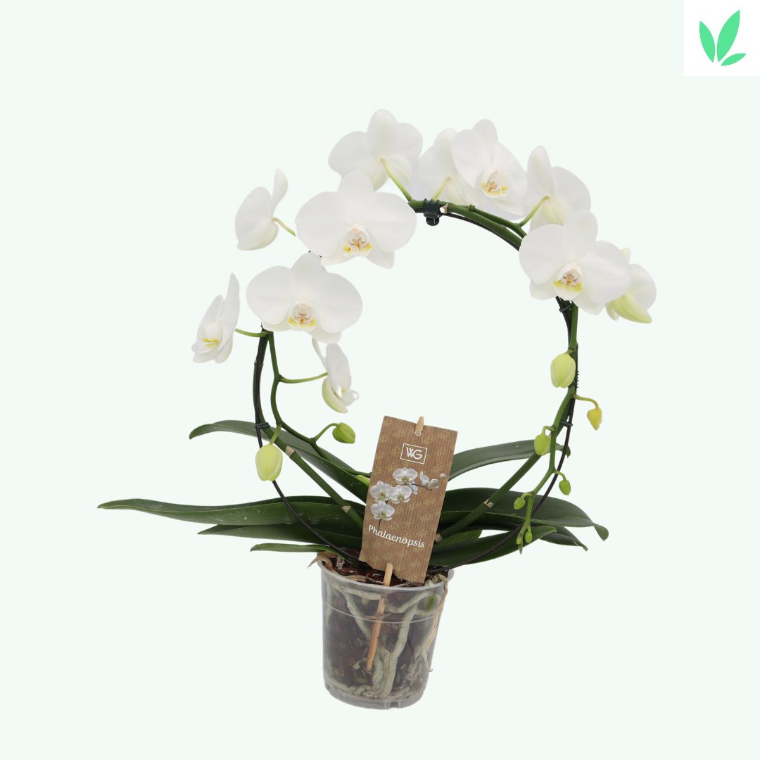 Witte orchideeen boog in een witte sierpot - Sierplantenshop