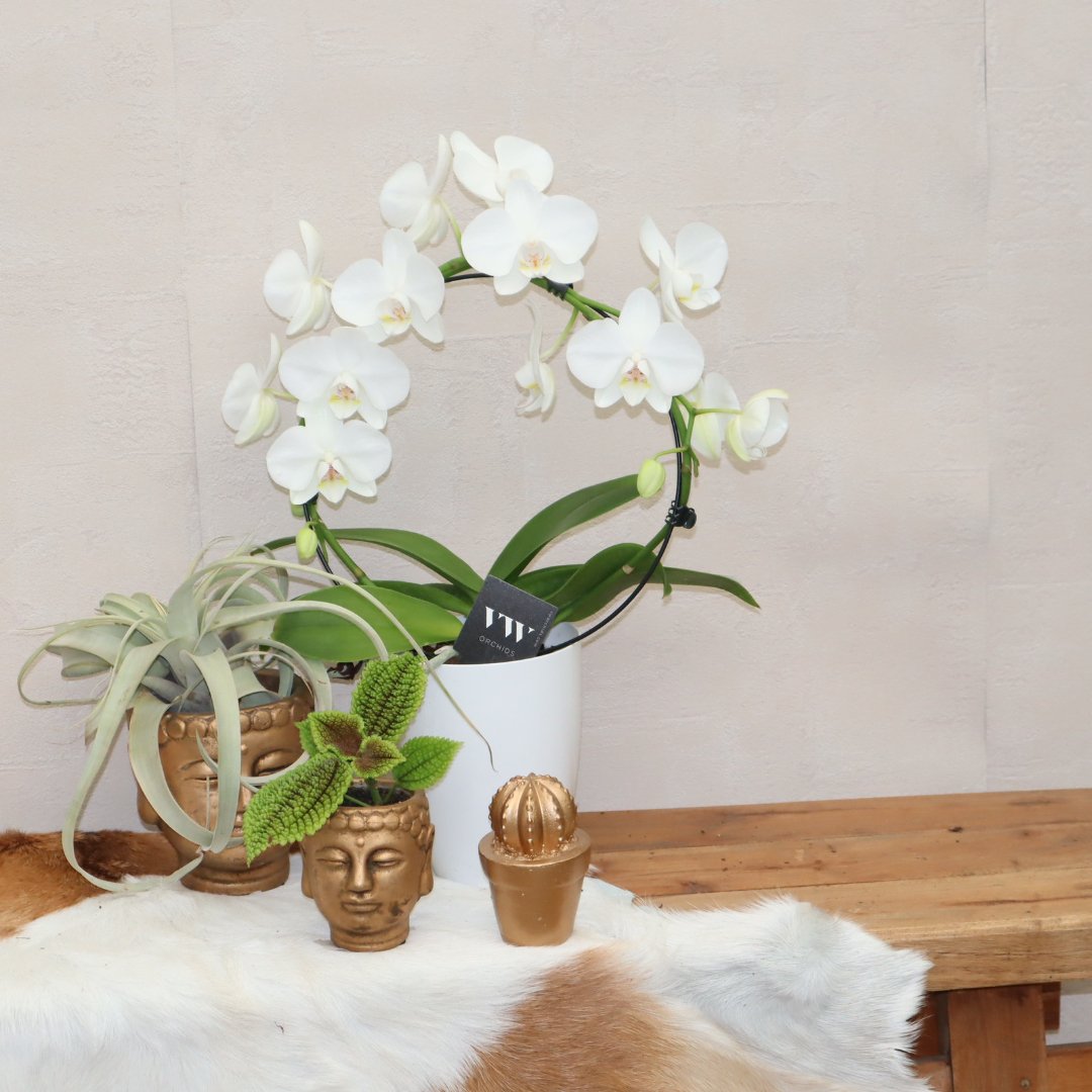 Witte orchideeen boog in een witte sierpot - Sierplantenshop